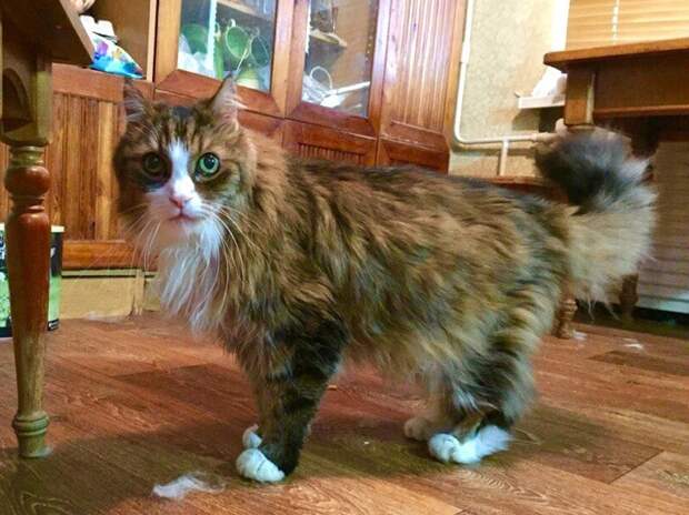 7 дней кота в одиночестве дружба, животные, корм, кошки, помощь, приют