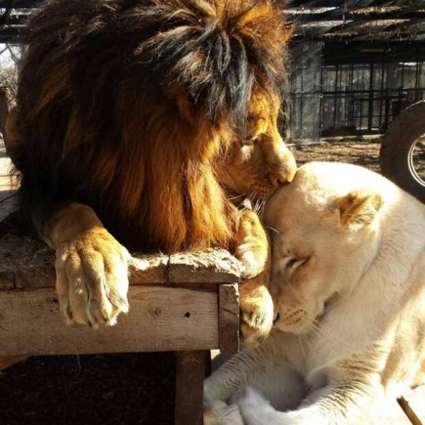 Как любовь льва спасла лев, львица, любовь