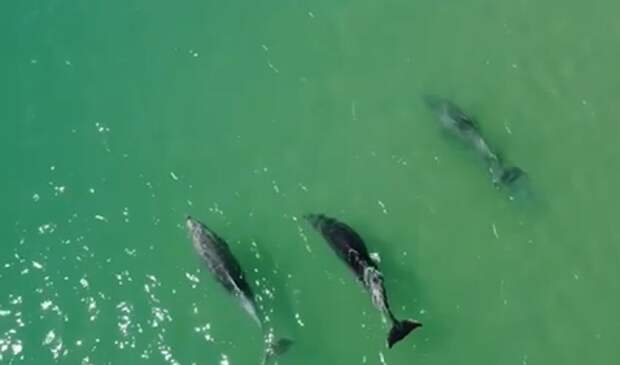Охота дельфинов у берегов Анапы попала на видео