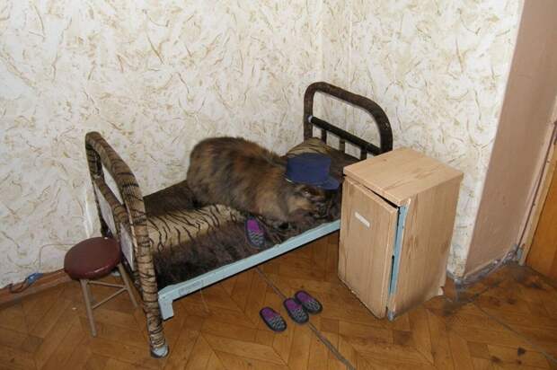 Бродяга-кот и его шконка коты, прикол, юмор