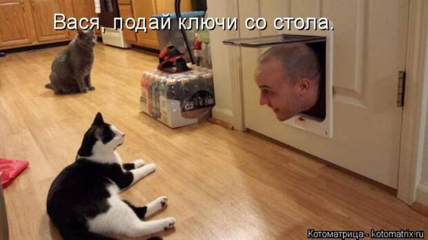 Забавные котоматрицы