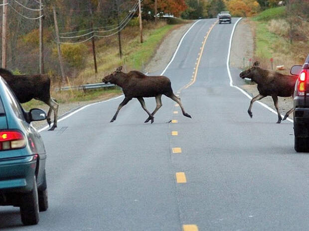 Появление диких животных на скоростных трассах является опасным препятствием для всех видов транспорта и всех участников движения. | Фото: com-business.ru. Появление диких животных на скоростных трассах является опасным препятствием для всех видов транспорта и всех участников движения. | Фото: com-business.ru.