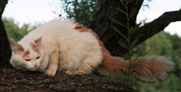 Турецкий ван или турецкая ванская кошка животные, факты