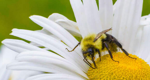 a bee on a flower