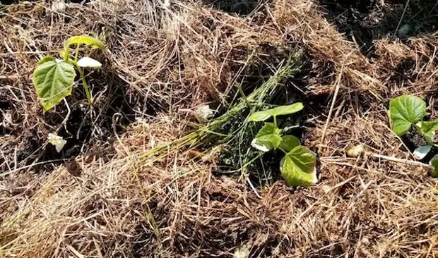 Можно ли поливать свеклу холодной водой из скважины