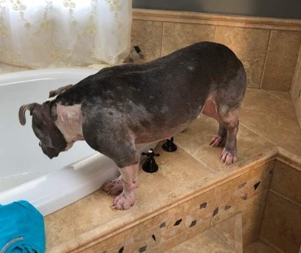 Псу были показаны ванны с лечебным шампунем, и он даже не сопротивлялся, будто понимал, что ему станет лучше добро. спасение, животные, люди, питбуль, собака, спасение