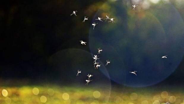 Не плакать и не гонять комаров: что еще запрещалось делать в день Лукерьи Комарницы 26 мая
