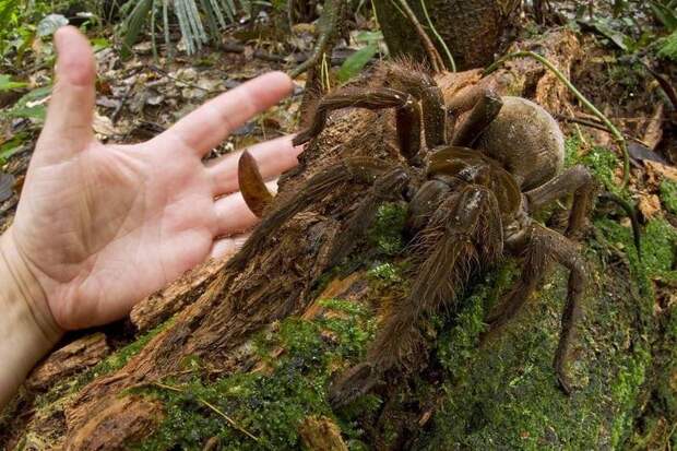 Терафоза блонда  (Theraphosa blondi)  — крупнейший в мире паук