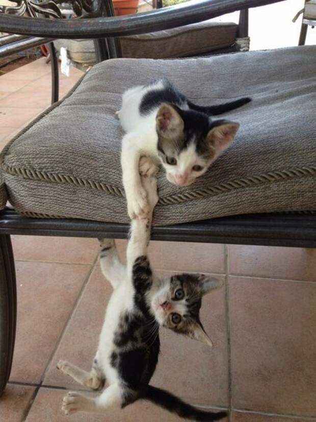 Котяшки? Котейки? Короче про пушистиков... Котяшки? Котейки? Короче про пушистиков...