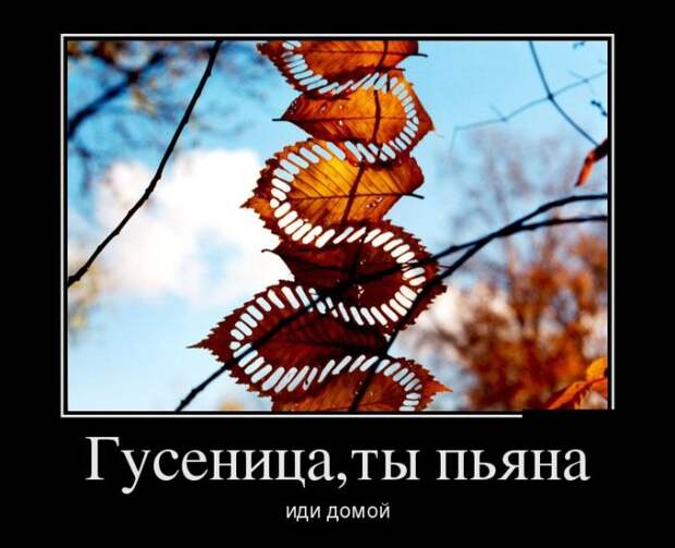 Демотиваторы Демотиваторы