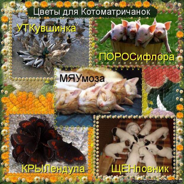 Лучшие котоматрицы недели (50 фото)