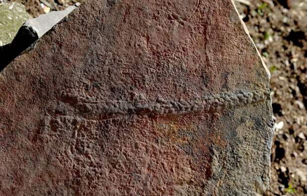 Найден самый древний в мире след живого существа 