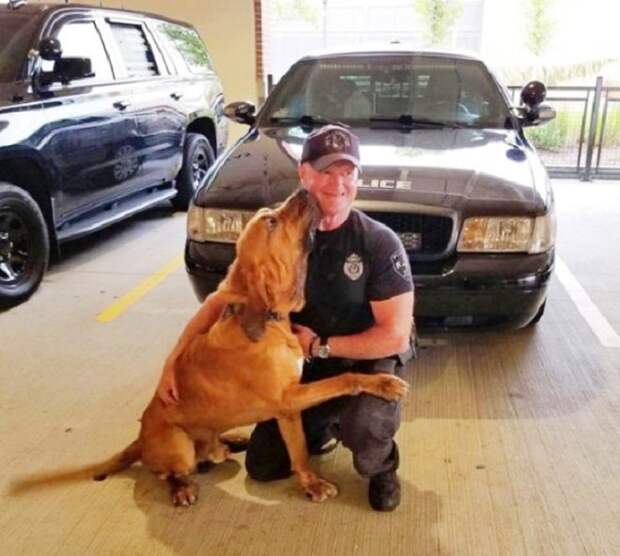Собака с полицейским