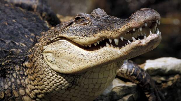 10) Крокодилы едят камни, чтобы лучше переваривать пищу и глубже нырять. животные, интересные факты о животных, факты