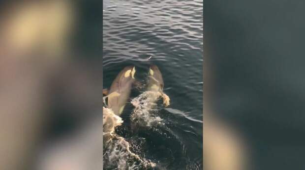 Туристы в ужасе сняли, как три косатки устроили охоту на пингвина в Антарктиде