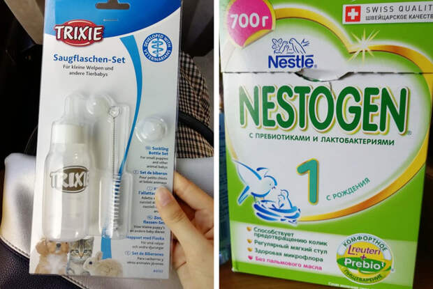 Как ухаживать за новорожденным котенком, если от него отказалась мама или вы нашли его на улице