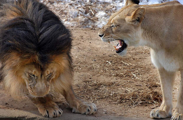 Лев не рассчитал силы во время игр с малышом. То, что сделала львица, - просто фантастика!