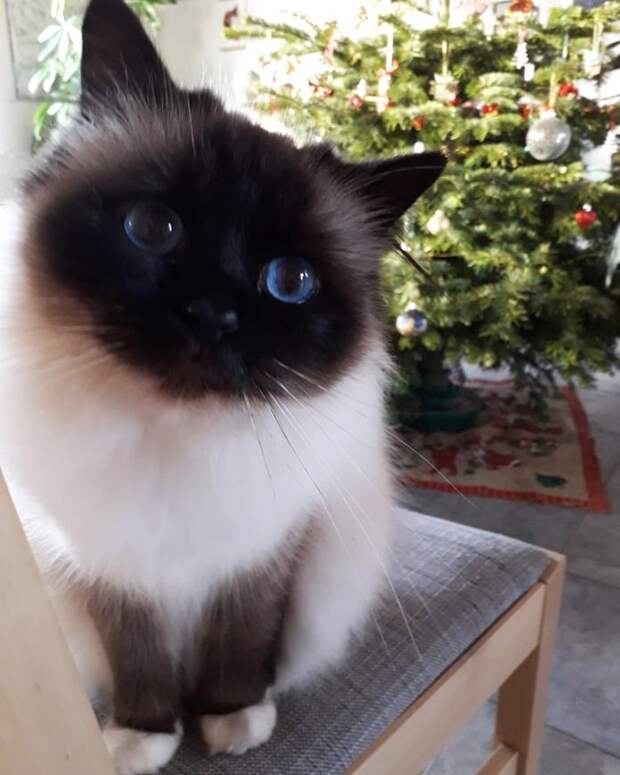 Без кота и жизнь не та