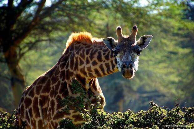 Озеро Найваша африка, животные, путешествия, сафари, туризм