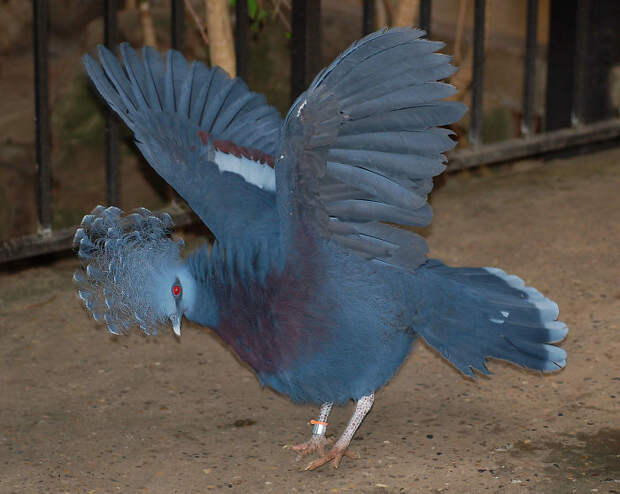 Веероносный венценосный голубь — одна из самых красивых птиц в мире