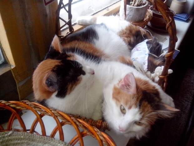 кошки