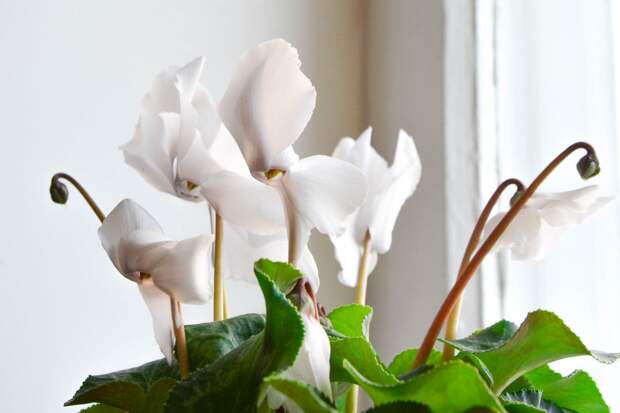 Зимнее меню: как правильно подкармливать растения зимой