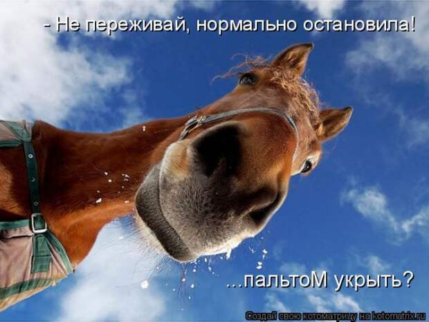Лучшие котоматрицы недели (50 фото)