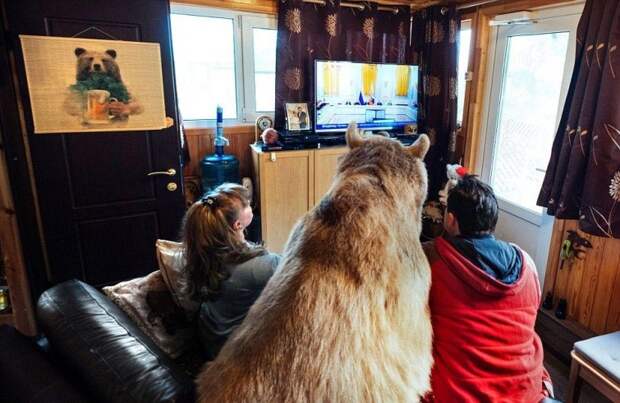 Огромный 135-килограммовый медведь живёт в русской семье в качестве домашнего животного    животные, медведь