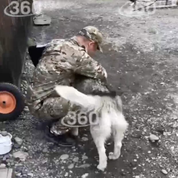 В России пес больше года прождал в аэропорту не выжившего на СВО хозяина