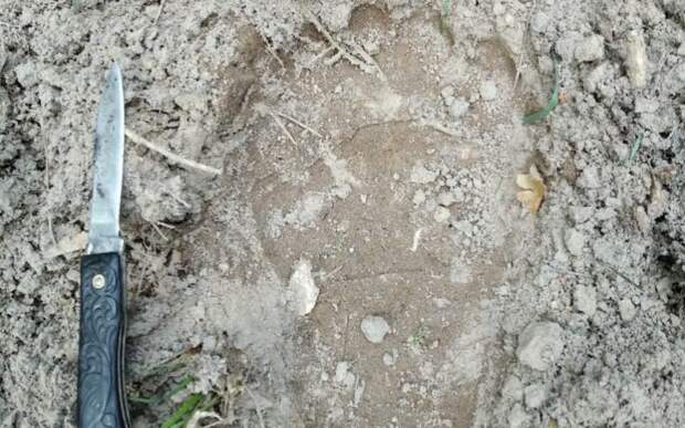 В Спасском районе нашли следы медведя в трёх лесничествах