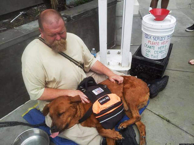 dogs_dont_care_about_money_all_they_need_is_love_640_24