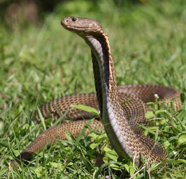 В результате укуса этой змеи смерть человека может наступить через полчаса.