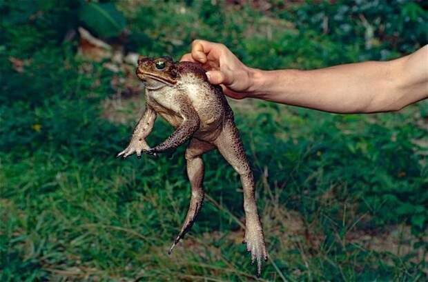 Златобрюхая водяная крыса выжила после ужина ядовитой жабой