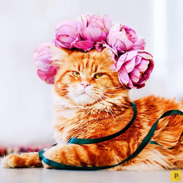 Роскошный рыжий кот по имени Котлета (27 фото) Роскошный рыжий кот по имени Котлета (27 фото)