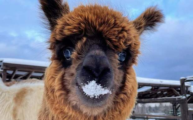 9 мест под Москвой, куда можно рвануть с ребенком на этих выходных