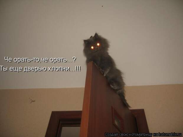 Стих про вредного кота кот, стих, юмор
