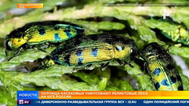 Нашествие прожорливых жуков уничтожает реликтовые леса на юге России