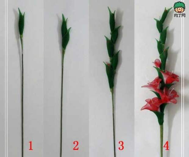 4121583_gladiolusi12 (500x414, 12Kb)