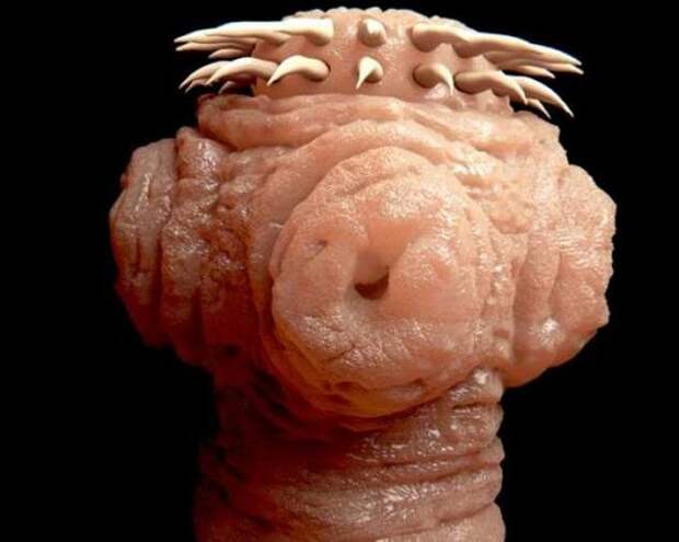 Животные, которые питаются кровью