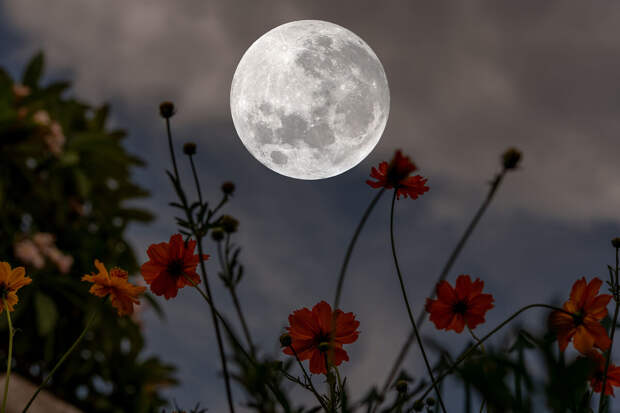 Российские астрономы рассказали, как увидеть цветочную Луну 2 мая