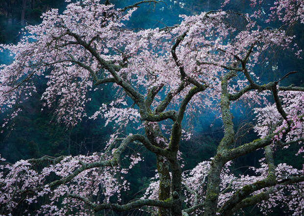 18. Очарование, Япония national geographic, вокруг света, природа, фотография