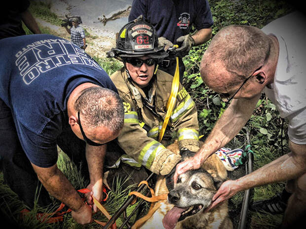 firefighters-rescuing-animals-saving-pets-20-5729dfcada012__605