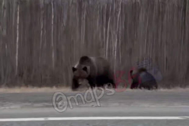 В Югре на видео сняли медведей, которые вышли на проезжую часть
