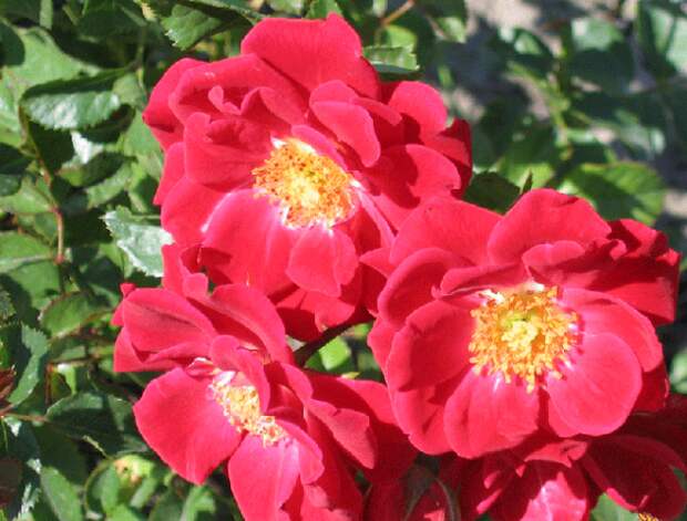 Сорт «Суффолк»