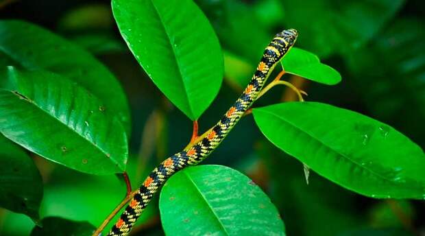 Украшенные древесные змеи — виды, характеристика, фото и видео