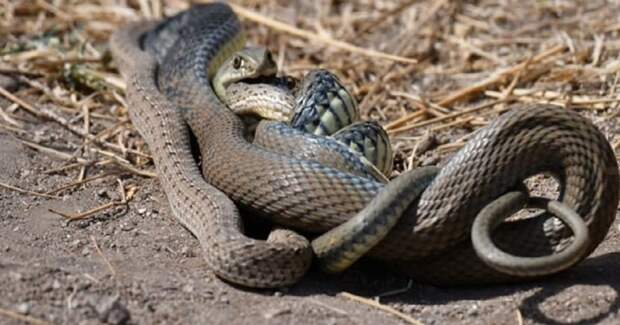 Герпетологи выявили 207 видов змей, практикующих каннибализм