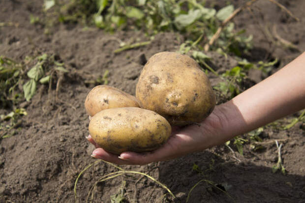 Хорошего урожая картофеля можно добиться только на плодородной почве
