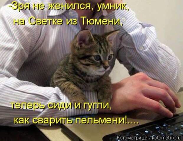 Новые котоматрицы для настроения (32 шт)