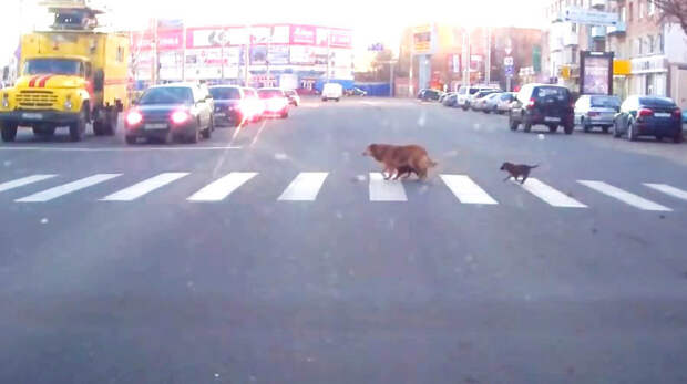 Собака с щенками переходит дорогу по правилам
