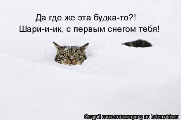 Лучшие котоматрицы недели (50 фото)